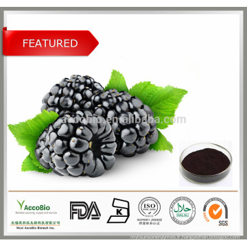 100% pur extrait de fruit de mûrier Anthocyanin 5-25%